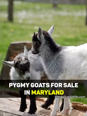 Pygmy Goats For Sale In Maryland