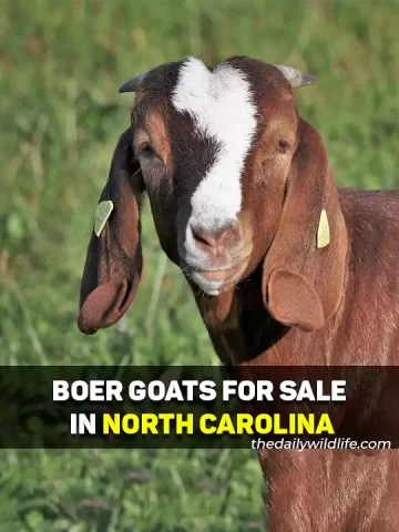 Boer Goats For Sale In North Carolina