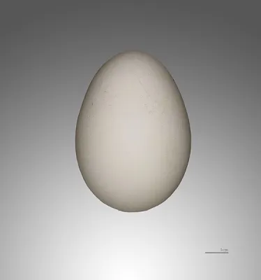 Cape Petrel Egg