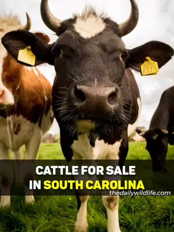 Cattle For Sale In South Carolina