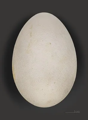 Northern Fulmar Egg