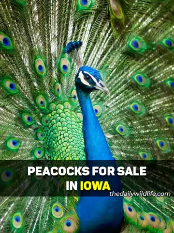 Peacocks For Sale In Iowa
