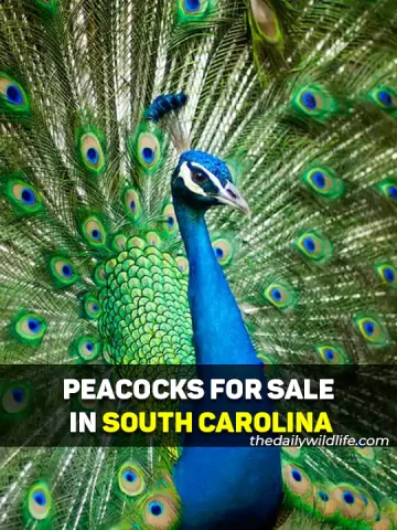 Peacocks For Sale In South Carolina