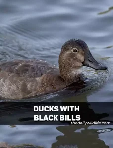 Ducks With Black Bills
