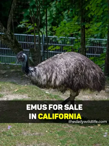 Emus For Sale In California