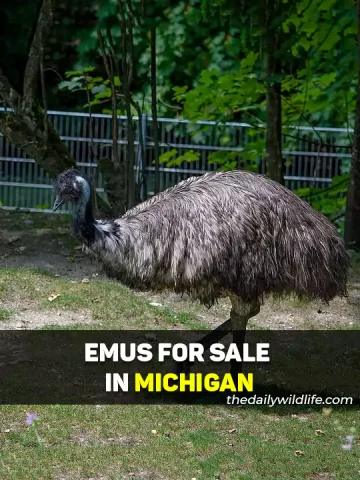 Emu For Sale In Michigan