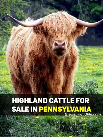 Highland Cows For Sale In Pennsylvania