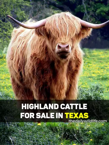Highland Cattle For Sale In Texas