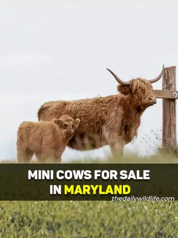 Miniature Cattle For Sale In Maryland