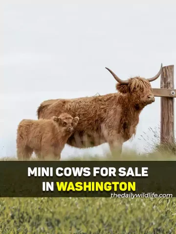Miniature Cows For Sale In Washington