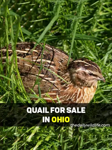 Quail For Sale In Ohio