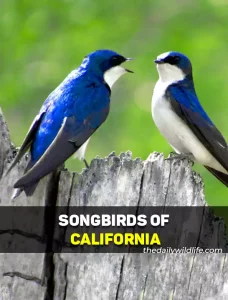 Songbirds Of California