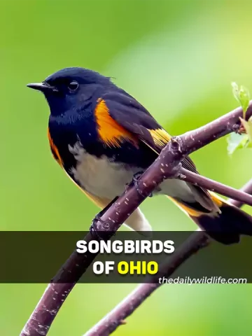 Songbirds in Ohio
