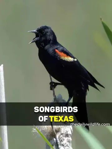 Songbirds Of Texas