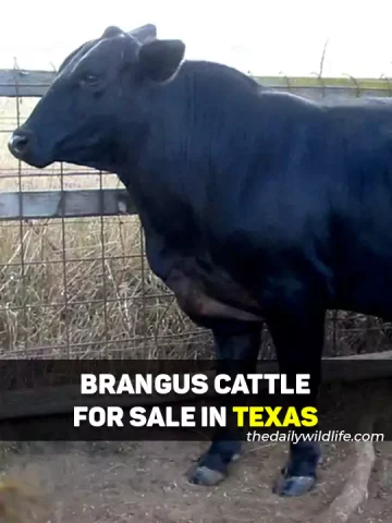Brangus Cattle For Sale In Texas