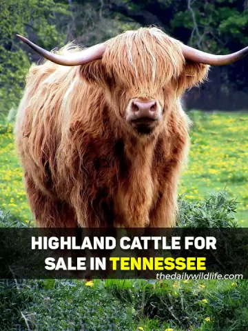 Highland Cows For Sale In Tennessee
