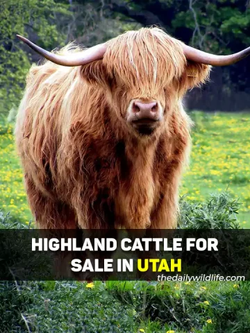 Highland Cows For Sale In Utah