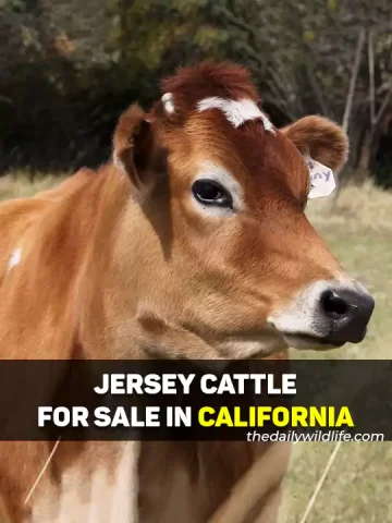 Jersey Cows For Sale In California
