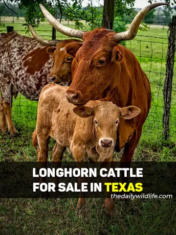 Longhorn Cows For Sale In Texas