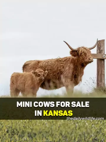 Miniature Cows For Sale In Kansas