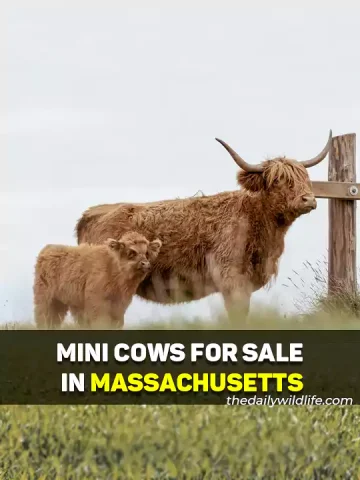 Miniature Cows For Sale In Massachusetts