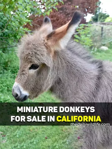 Miniature Donkeys For Sale In California