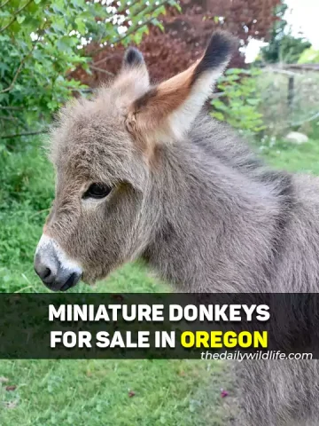 Miniature Donkeys For Sale In Oregon