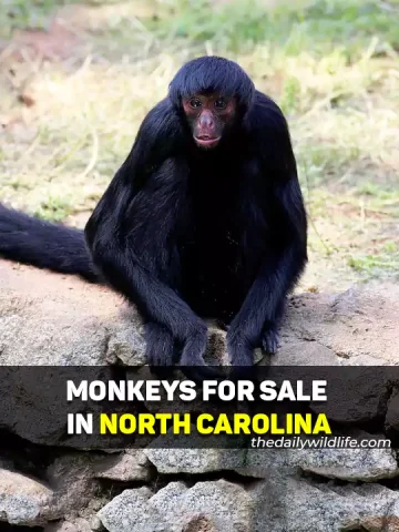 Monkeys For Sale In North Carolina