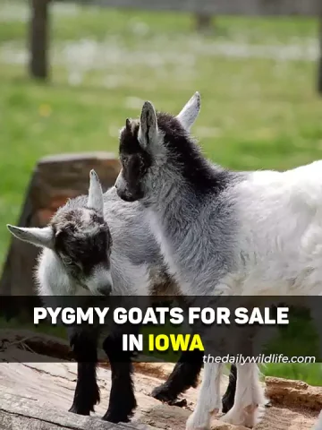 Pygmy Goats For Sale In Iowa