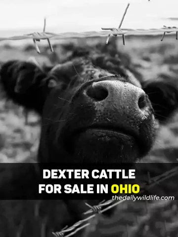 Dexter Cows For Sale In Ohio