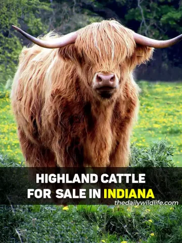 Highland Cows For Sale In Indiana