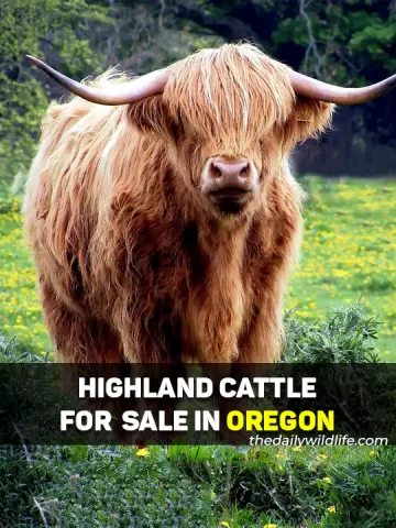 Highland Cows For Sale In Oregon