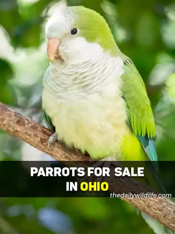 Parrots For Sale In Ohio