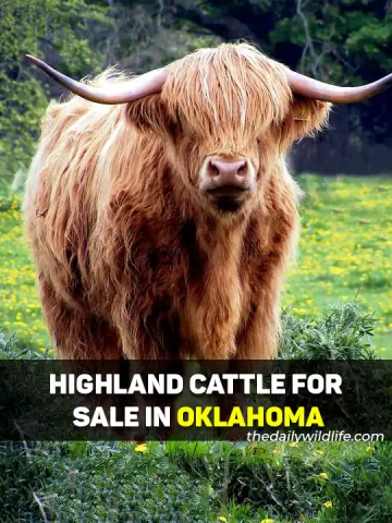 Highland Cows For Sale In Oklahoma