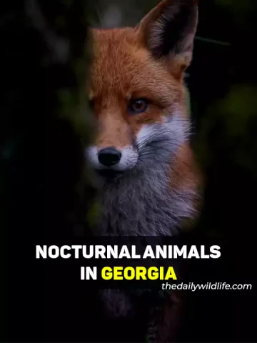 Nocturnal Animals In Georgia
