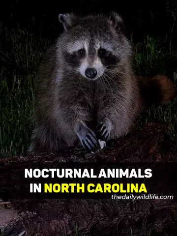 Nocturnal Animals In North Carolina