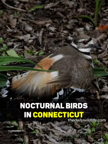 Nocturnal Birds In Connecticut