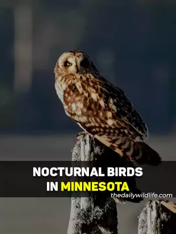 Nocturnal Birds In Minnesota